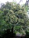 Prunus lusitanica