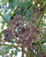 Pseudopanax arboreus