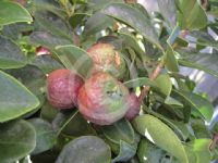 Psidium cattleianum