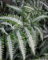 Pteris argyraea