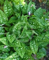 Pulmonaria saccharata