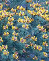 Pultenaea stipularis