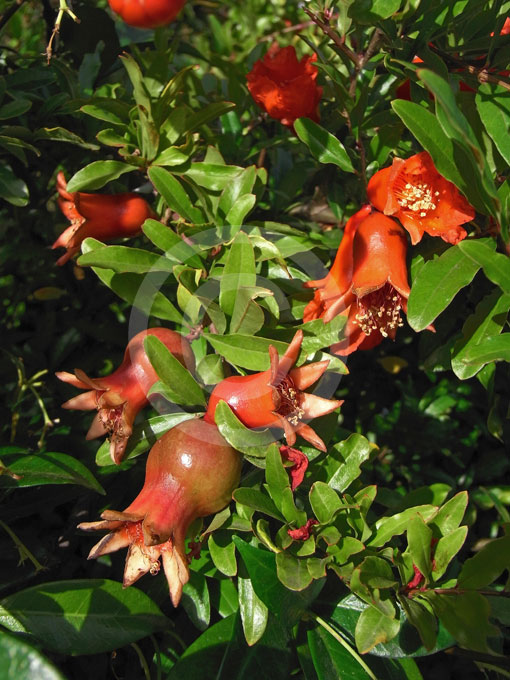 Punica granatum Nana.