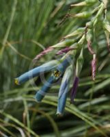 Puya coerulea