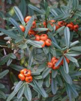 Pyracantha angustifolia