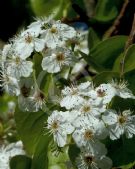 Pyrus calleryana Capital