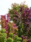 Pyrus calleryana