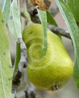 Pyrus salicifolia