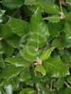 Quercus ilex