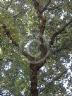 Quercus ilex