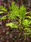 Quercus palustris