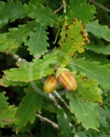 Quercus robur