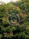 Combretum indicum