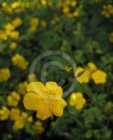 Ranunculus acris