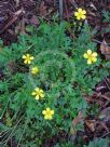 Ranunculus lappaceus