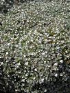 Raoulia australis