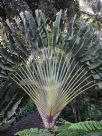 Ravenala madagascariensis