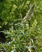 Reseda odorata