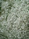 Retama monosperma