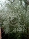 Retama monosperma