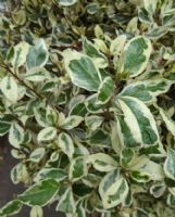 Rhamnus alaternus Argentovariegata