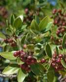 Rhamnus alaternus