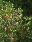 Rhamnus alaternus