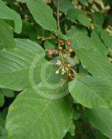 Rhamnus frangula