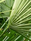 Rhapidophyllum hystrix