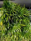 Rhapis excelsa