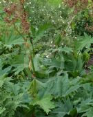 Rheum palmatum