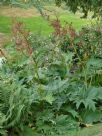 Rheum palmatum