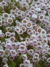 Rhodanthe manglesii