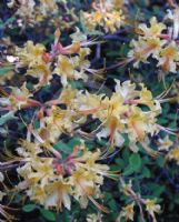 Rhododendron austrinum