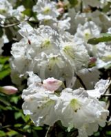 Rhododendron decorum