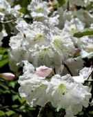 Rhododendron decorum