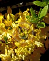 Rhododendron molle