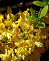 Rhododendron molle