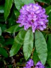 Rhododendron ponticum