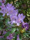 Rhododendron ponticum