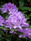 Rhododendron ponticum