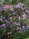 Rhododendron ponticum