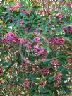 Rhodoleia championii