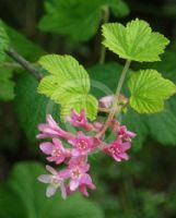 Ribes sanguineum