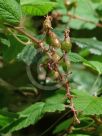 Ribes sanguineum