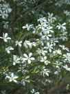 Ricinocarpos pinifolius