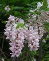 Robinia ambigua Decaisneana