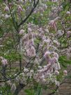 Robinia ambigua Decaisneana