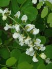 Robinia pseudoacacia