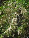 Robinia pseudoacacia